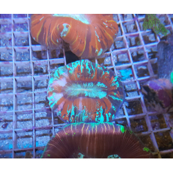Trachyphyllia